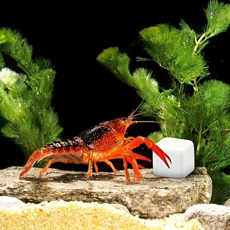 6 Pcs Fish Tank Calcium Block  - Calcium Powder Reptile review and price